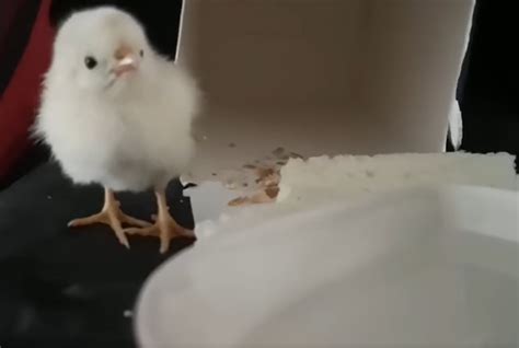 Abandoned Chick Shipment Burdens Shelter: Thousands Need Homes!