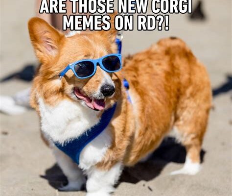 Corgi’s Hilarious Camping Exit: Demands a Ride Home, Stat!