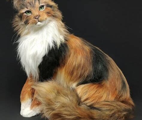 Flame-Faced Feline: Maine Coon Kitten’s Unique Markings Wow the Internet