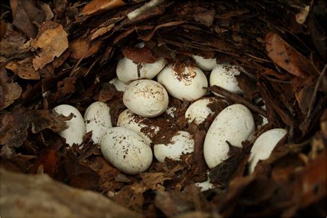 Reptile Egg Nest of Century Uncovered in Backyard!